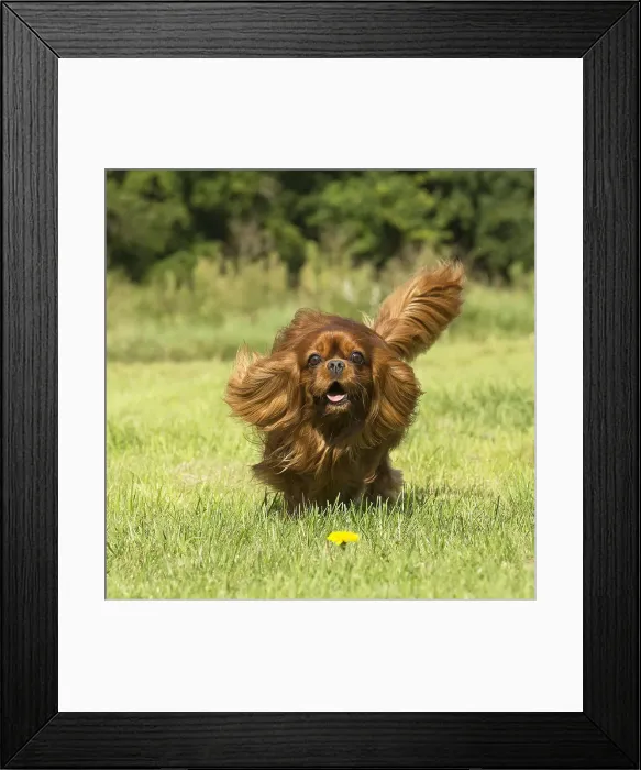Framed Print : Picture No. 11992053 Framed Print : Picture No. 11992053