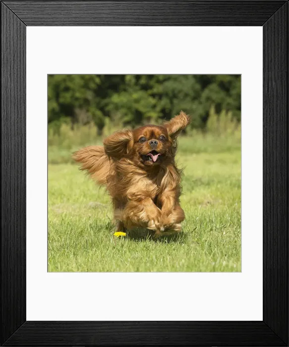 Framed Print : Picture No. 11992054 Framed Print : Picture No. 11992054