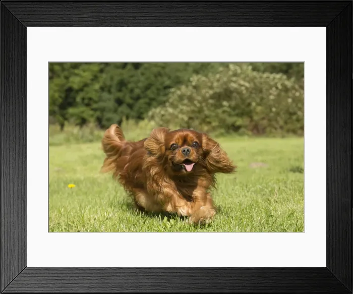 Framed Print : Picture No. 11992055 Framed Print : Picture No. 11992055