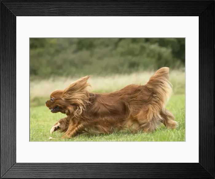 Framed Print : Picture No. 11992056 Framed Print : Picture No. 11992056