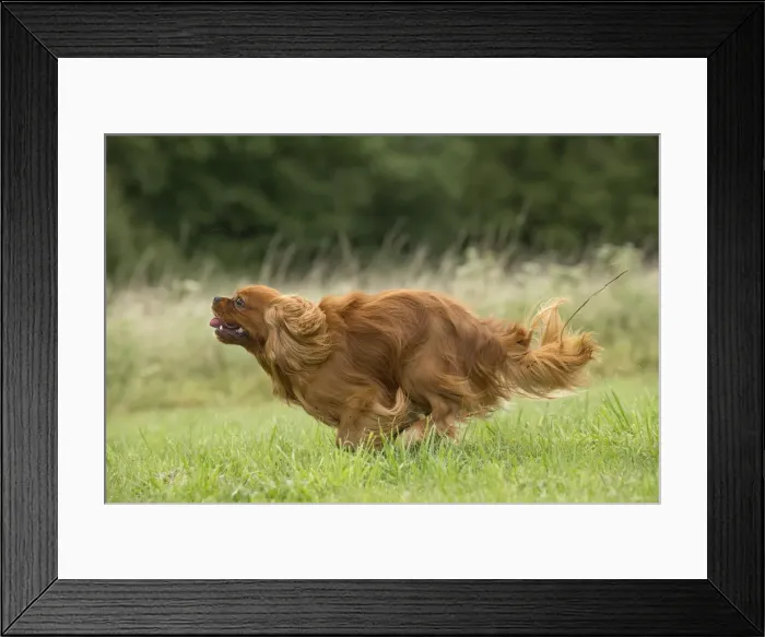 Framed Print : Picture No. 11992057 Framed Print : Picture No. 11992057