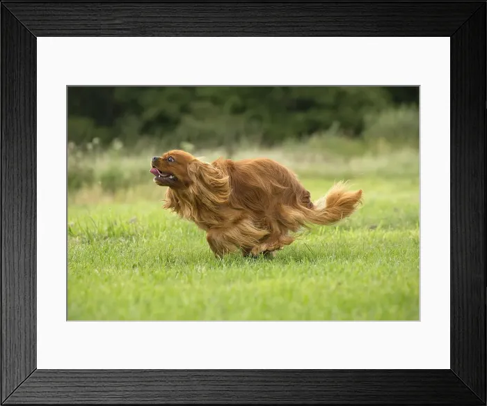 Framed Print : Picture No. 11992059 Framed Print : Picture No. 11992059