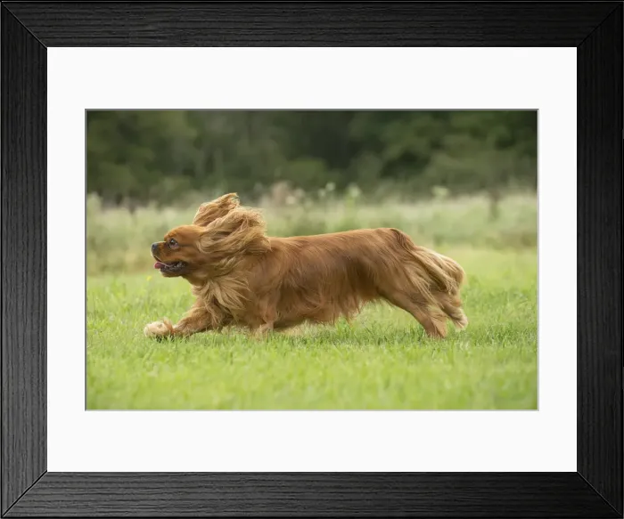 Framed Print : Picture No. 11992060 Framed Print : Picture No. 11992060