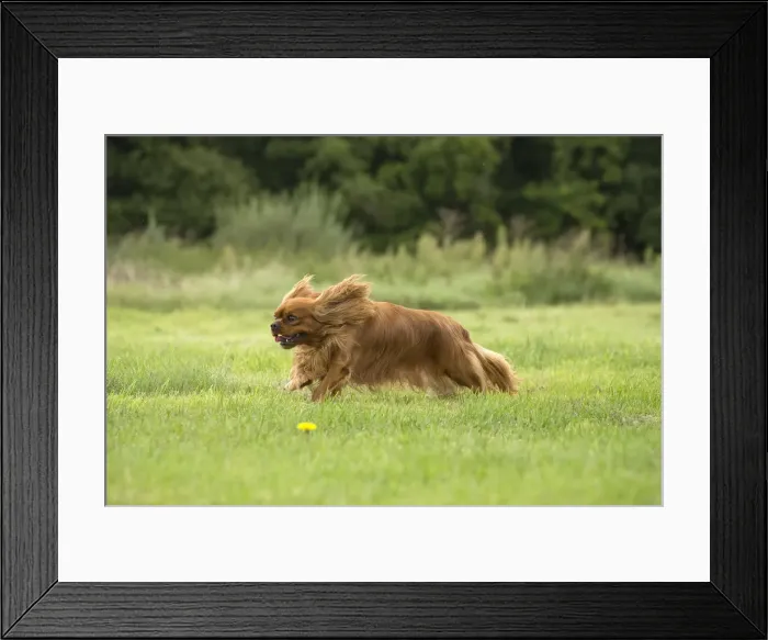 Framed Print : Picture No. 11992061 Framed Print : Picture No. 11992061
