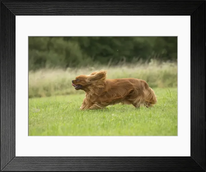 Framed Print : Picture No. 11992062 Framed Print : Picture No. 11992062
