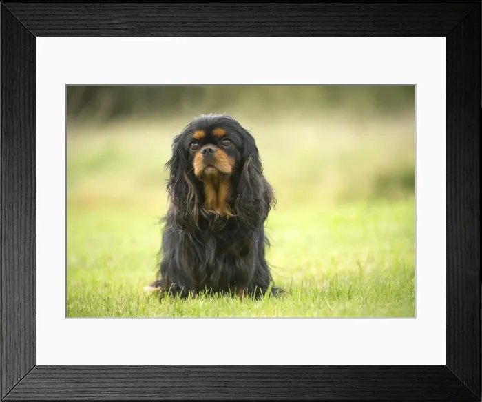 Framed Print : Picture No. 11992063 Framed Print : Picture No. 11992063