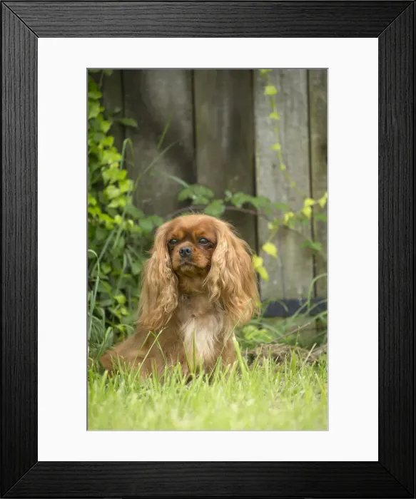 Framed Print : Picture No. 11992064 Framed Print : Picture No. 11992064