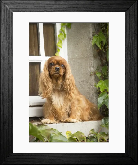 Framed Print : Picture No. 11992065 Framed Print : Picture No. 11992065