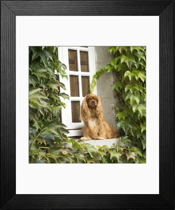 Framed Print : Picture No. 11992066 Framed Print : Picture No. 11992066