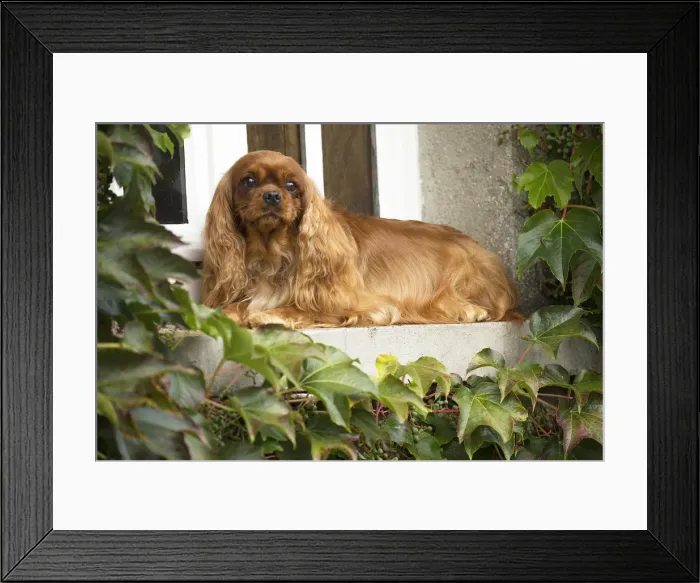 Framed Print : Picture No. 11992068 Framed Print : Picture No. 11992068