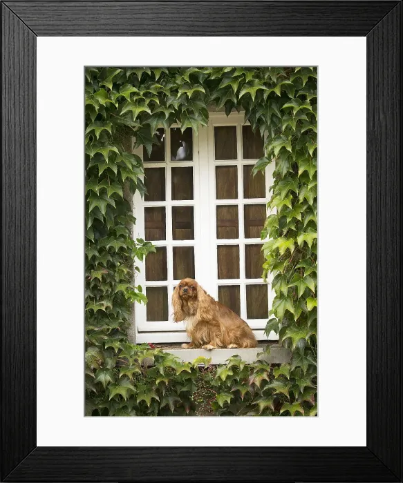 Framed Print : Picture No. 11992070 Framed Print : Picture No. 11992070