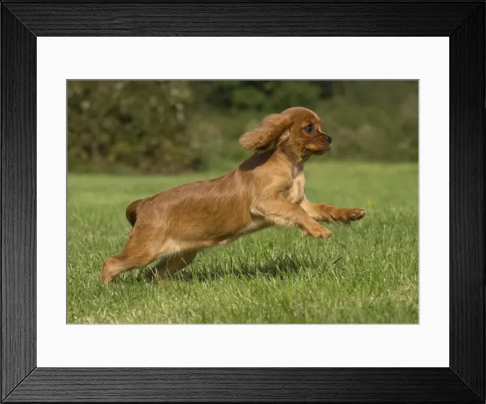 Framed Print : Picture No. 11992071 Framed Print : Picture No. 11992071