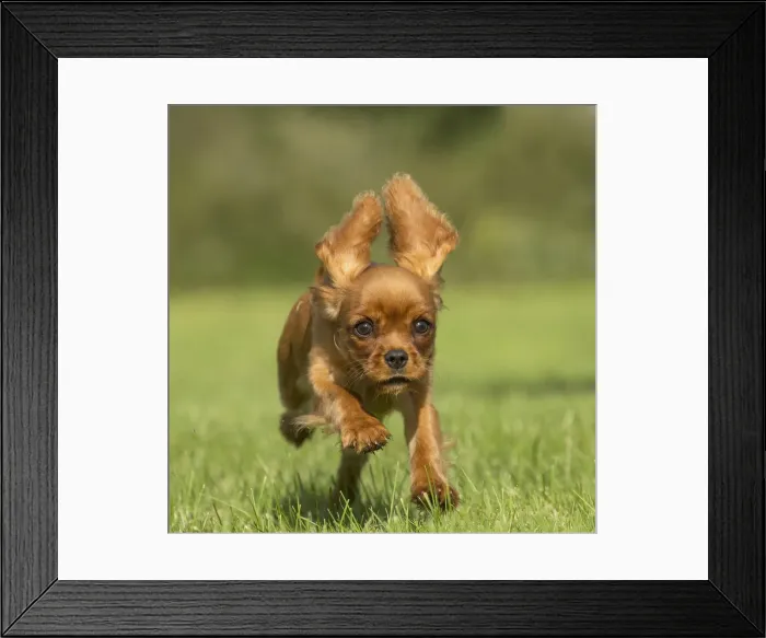 Framed Print : Picture No. 11992072 Framed Print : Picture No. 11992072