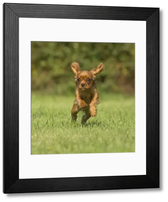 Framed Print : Picture No. 11992073 Framed Print : Picture No. 11992073