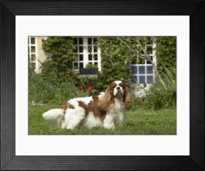 Framed Print : Picture No. 11992078 Framed Print : Picture No. 11992078