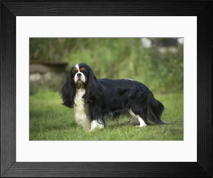 Framed Print : Picture No. 11992079 Framed Print : Picture No. 11992079