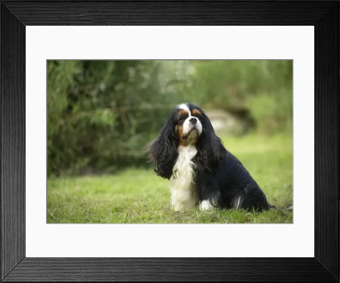 Framed Print : Picture No. 11992081 Framed Print : Picture No. 11992081