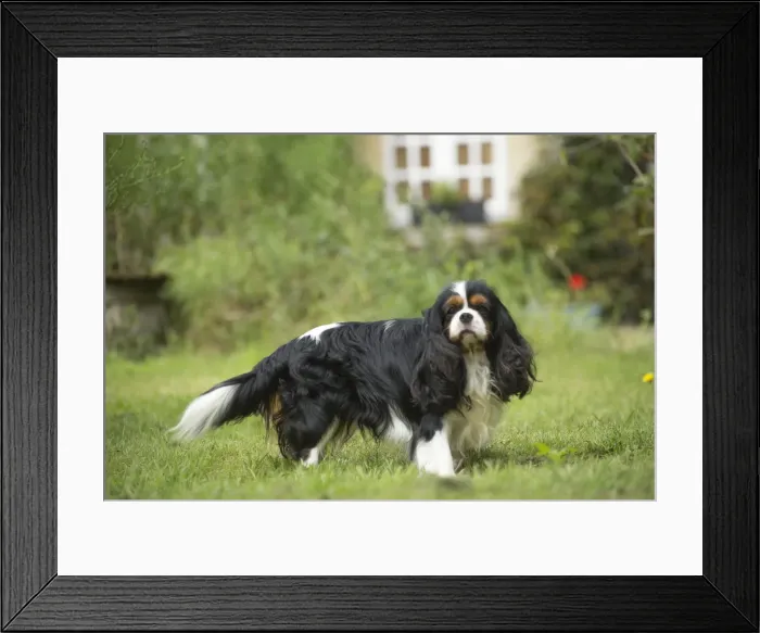 Framed Print : Picture No. 11992082 Framed Print : Picture No. 11992082