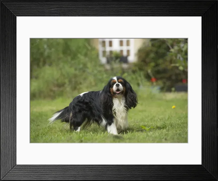Framed Print : Picture No. 11992083 Framed Print : Picture No. 11992083