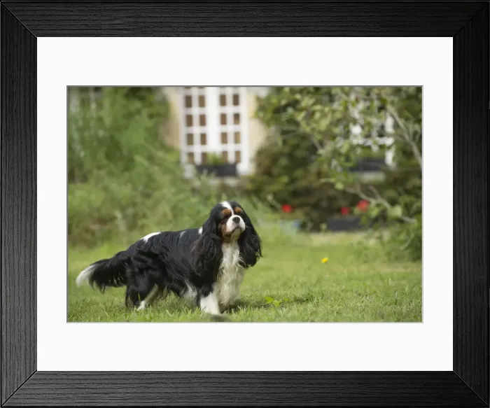 Framed Print : Picture No. 11992084 Framed Print : Picture No. 11992084