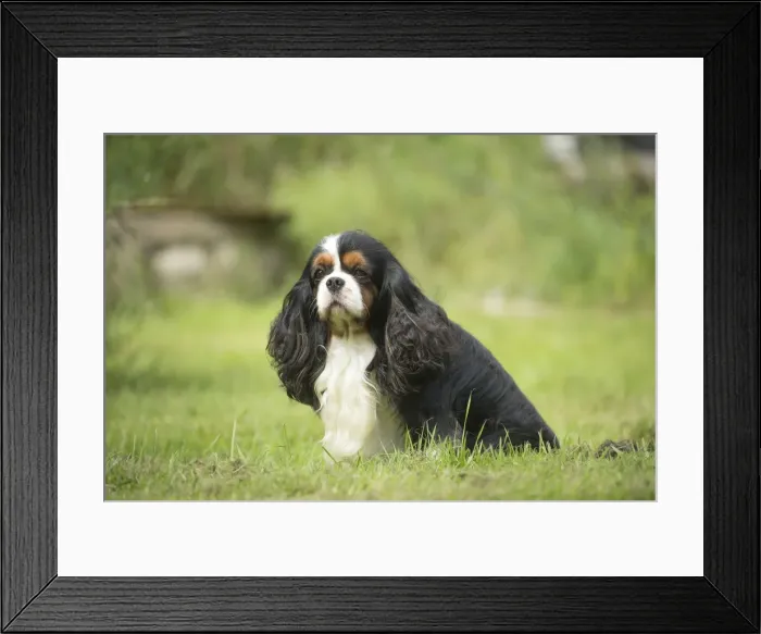Framed Print : Picture No. 11992085 Framed Print : Picture No. 11992085