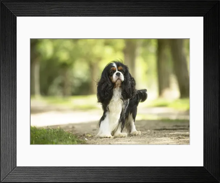 Framed Print : Picture No. 11992086 Framed Print : Picture No. 11992086