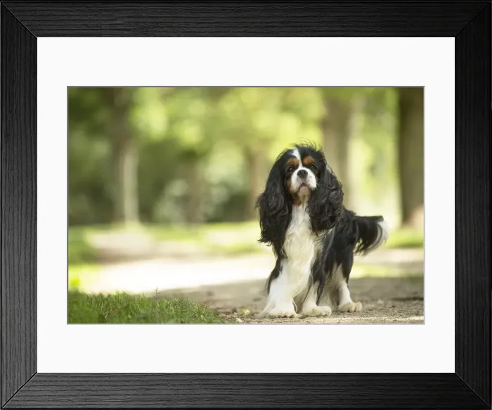 Framed Print : Picture No. 11992087 Framed Print : Picture No. 11992087