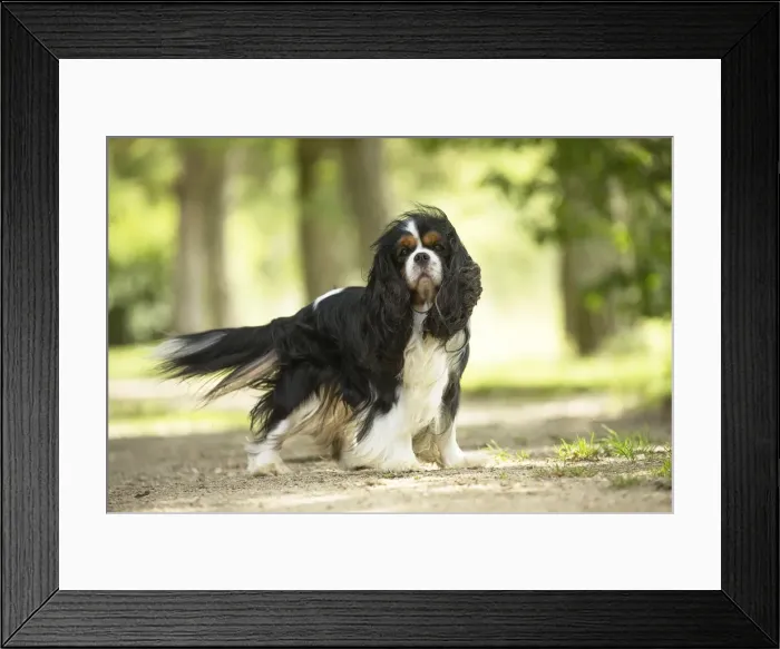 Framed Print : Picture No. 11992088 Framed Print : Picture No. 11992088