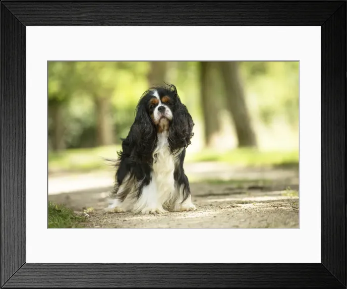 Framed Print : Picture No. 11992089 Framed Print : Picture No. 11992089