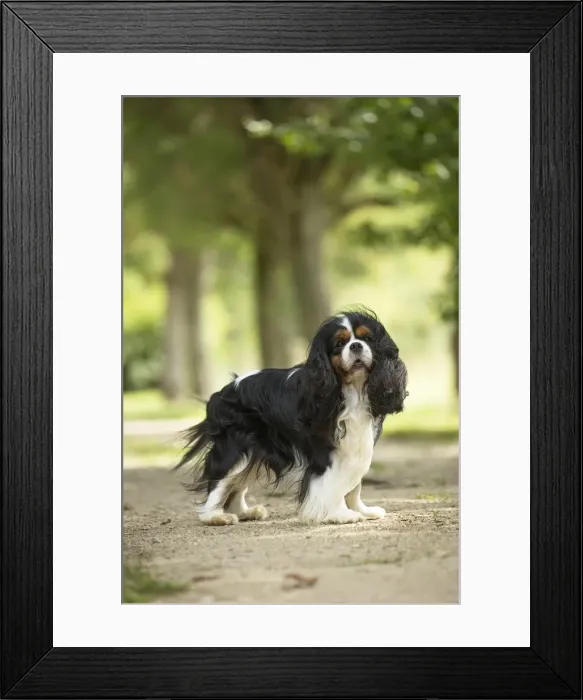 Framed Print : Picture No. 11992090 Framed Print : Picture No. 11992090