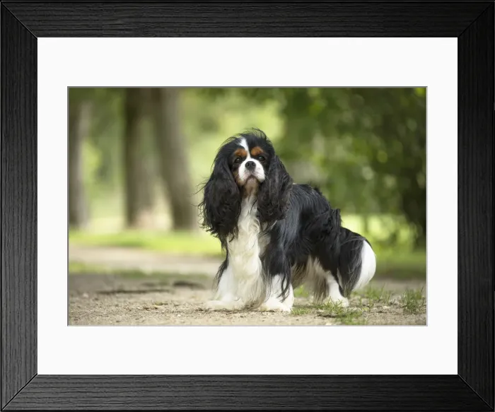 Framed Print : Picture No. 11992091 Framed Print : Picture No. 11992091
