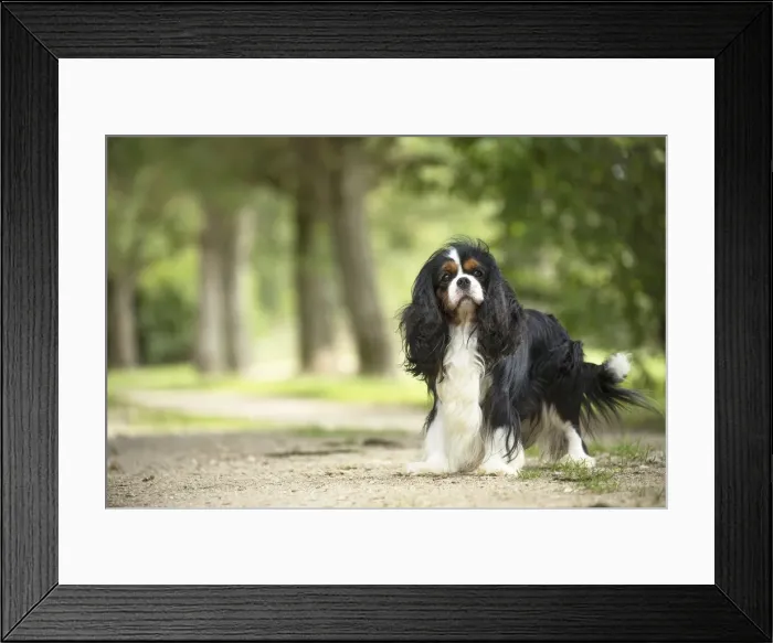 Framed Print : Picture No. 11992092 Framed Print : Picture No. 11992092