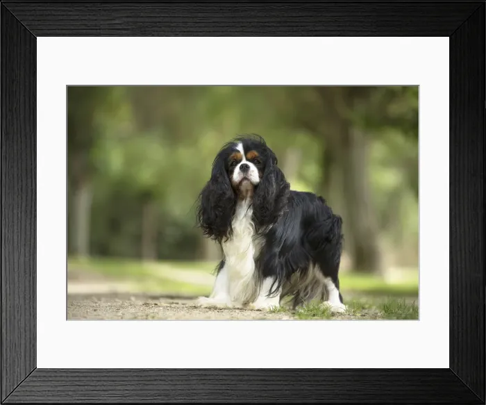 Framed Print : Picture No. 11992093 Framed Print : Picture No. 11992093