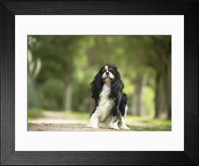 Framed Print : Picture No. 11992094 Framed Print : Picture No. 11992094