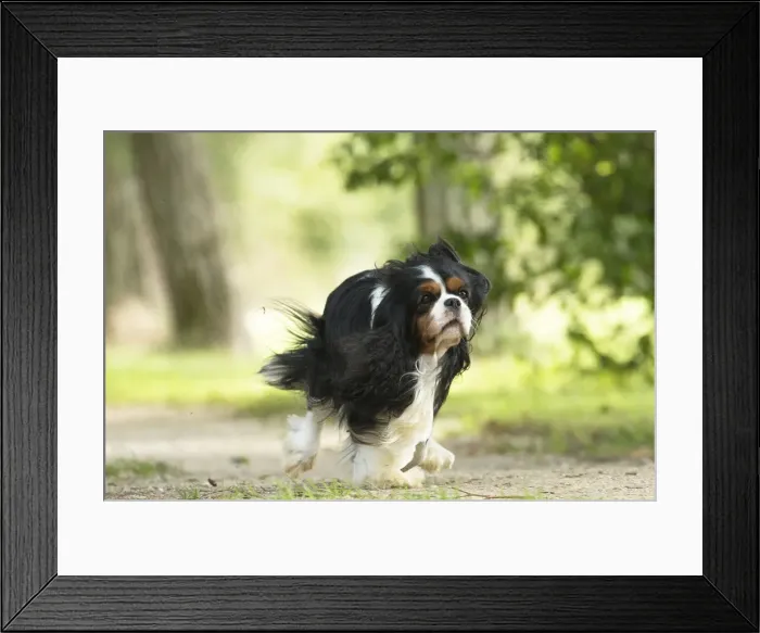 Framed Print : Picture No. 11992095 Framed Print : Picture No. 11992095