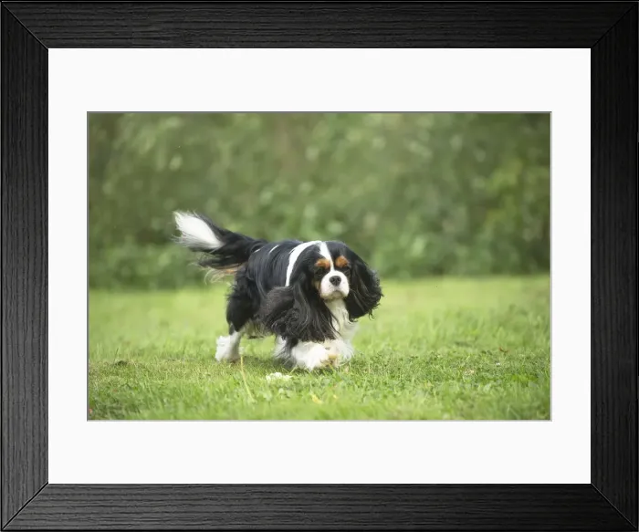 Framed Print : Picture No. 11992096 Framed Print : Picture No. 11992096