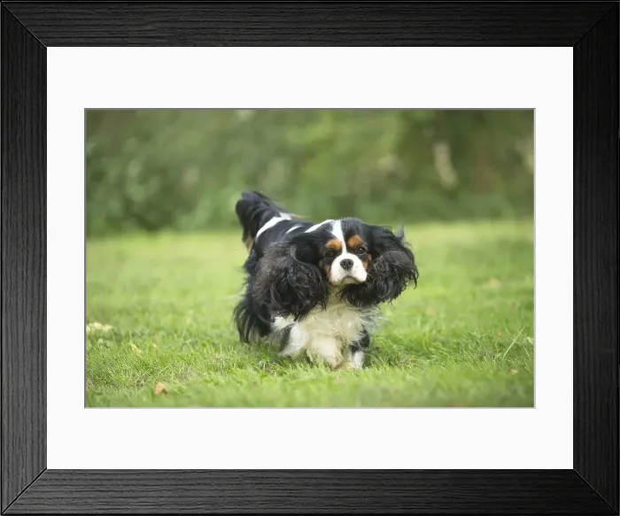 Framed Print : Picture No. 11992097 Framed Print : Picture No. 11992097