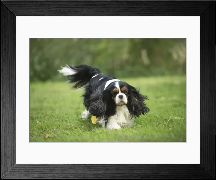 Framed Print : Picture No. 11992098 Framed Print : Picture No. 11992098
