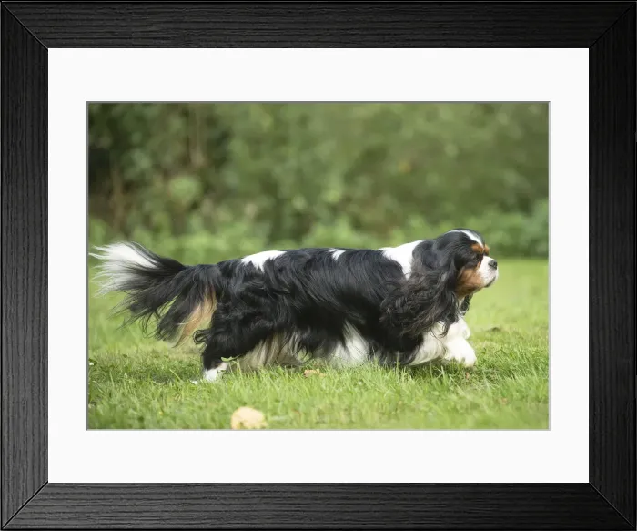 Framed Print : Picture No. 11992099 Framed Print : Picture No. 11992099