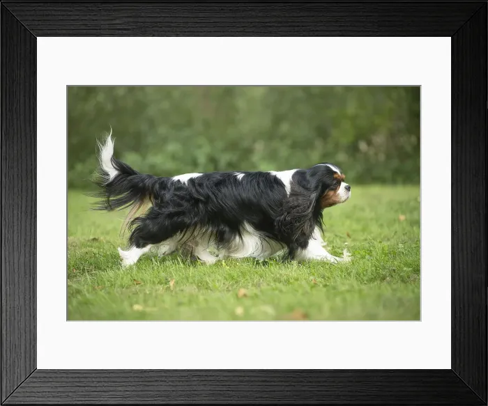 Framed Print : Picture No. 11992100 Framed Print : Picture No. 11992100