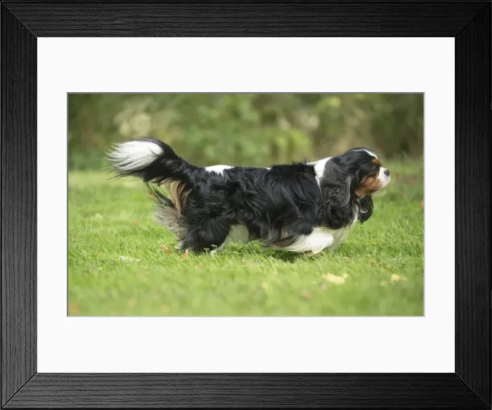 Framed Print : Picture No. 11992101 Framed Print : Picture No. 11992101