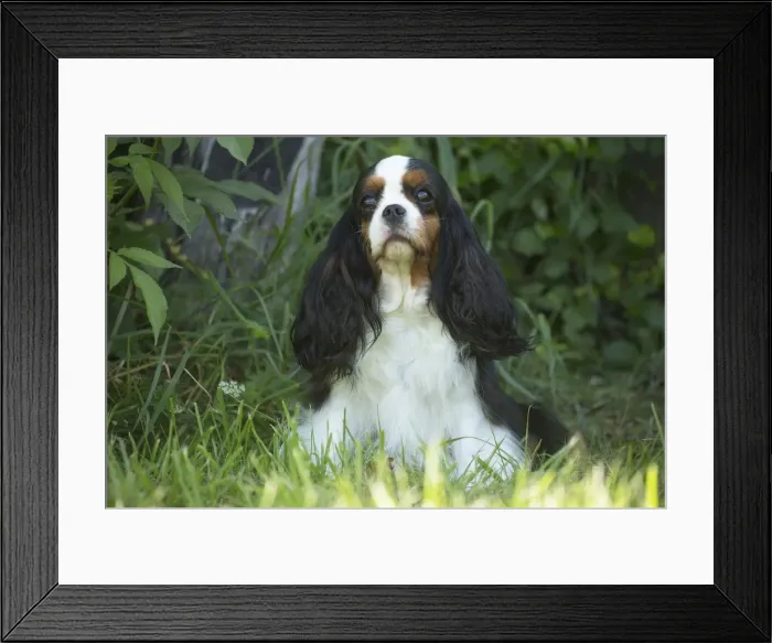 Framed Print : Picture No. 11992102 Framed Print : Picture No. 11992102