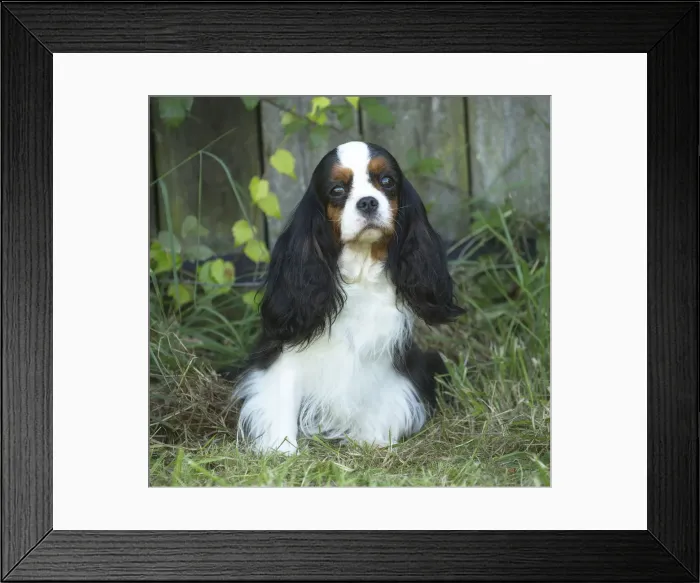 Framed Print : Picture No. 11992103 Framed Print : Picture No. 11992103