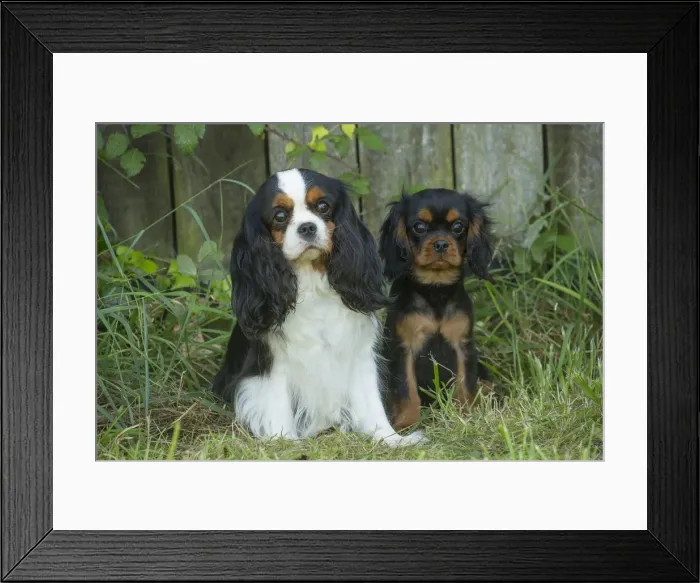 Framed Print : Picture No. 11992104 Framed Print : Picture No. 11992104