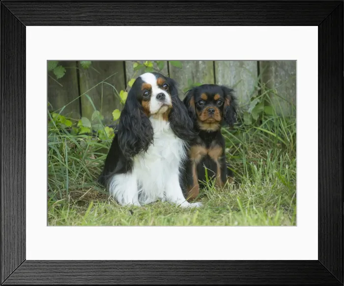 Framed Print : Picture No. 11992105 Framed Print : Picture No. 11992105