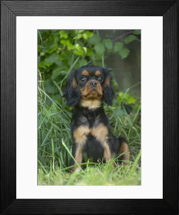 Framed Print : Picture No. 11992106 Framed Print : Picture No. 11992106