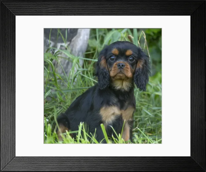 Framed Print : Picture No. 11992107 Framed Print : Picture No. 11992107