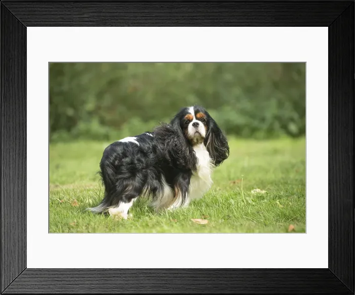 Framed Print : Picture No. 11992108 Framed Print : Picture No. 11992108