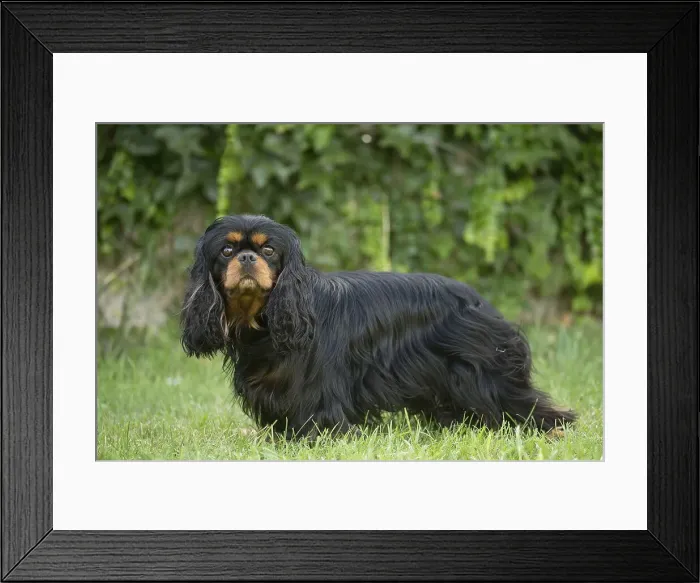 Framed Print : Picture No. 11992109 Framed Print : Picture No. 11992109