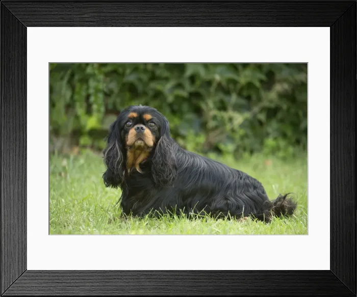 Framed Print : Picture No. 11992110 Framed Print : Picture No. 11992110